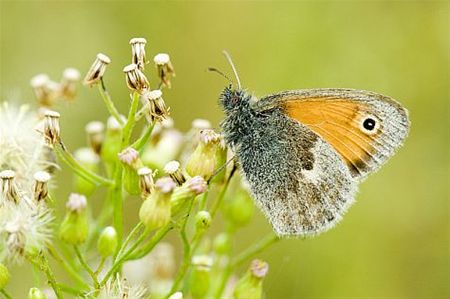 Vandaag gezien... - Hamont-Achel