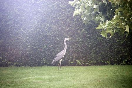 Vandaag gezien... - Hamont-Achel