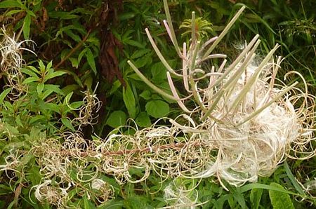 Vandaag gezien... - Hamont-Achel