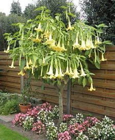 Vandaag gezien... - Hamont-Achel