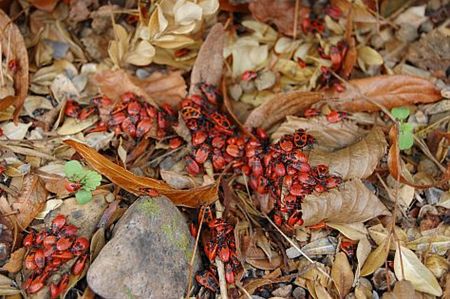 Vandaag gezien... - Hamont-Achel