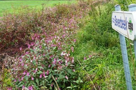 Vandaag gezien... - Hamont-Achel