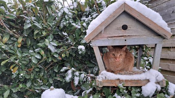 Pelt - Vandaag gezien... op 't Hent