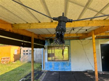 Vandalen aan El Toro Paal - Beringen