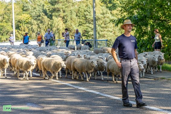Veel volk voor 350 schapen aan Kettingbrug - Bocholt