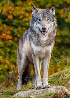 Veertien wolvenaanvallen bevestigd