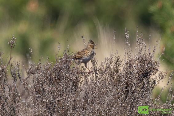 Veldleeuwerik is Vogel van het Jaar 2026 - Lommel
