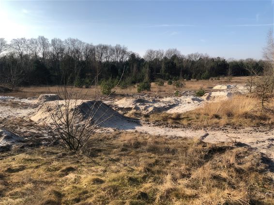 Vernielingen in waardevol natuurgebied - Lommel