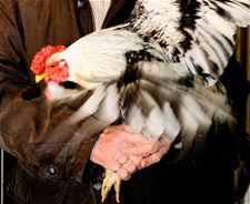 Versoepeling maatregelen vogelgriep - Beringen