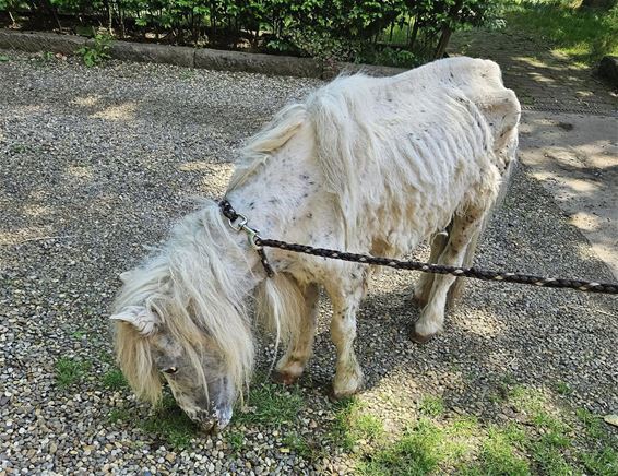 Verwaarloosde pony in beslag genomen - Pelt