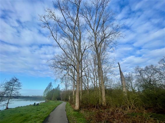 Verwijderen van bomen aan Paalse Plas - Beringen
