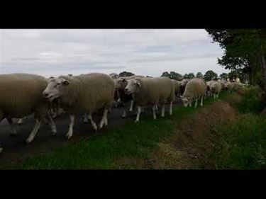 Vier generaties langs de schapenroute