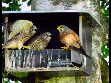 Vier jonge torenvalken vliegen uit - Pelt