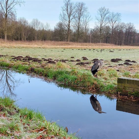 Vijf prachtige reigers in het Hageven - Pelt