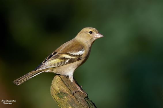 Vink pop gespot - Hamont-Achel