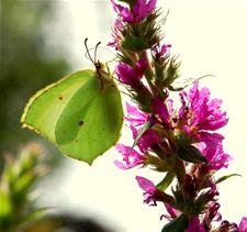 Vlinder mee, komend weekend