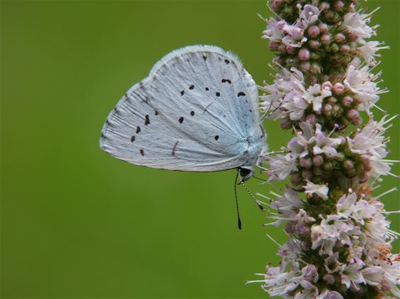 Vlinders in het vizier - Lommel