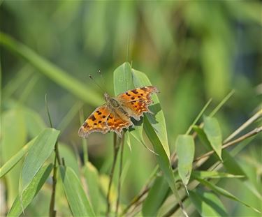 Vlinders voelen de lente - Beringen & Leopoldsburg