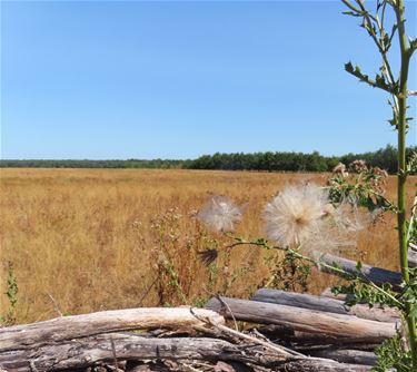Vlindervallei: een zomers paradijs voor vlinders