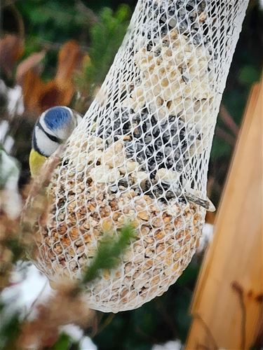 Vogelbuffet in de tuin - Lommel