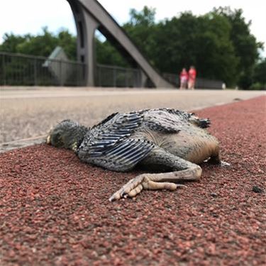Vogelgriep: wees alert en meld dode dieren - Beringen & Leopoldsburg