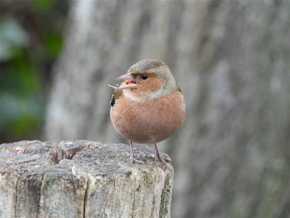 Vogels in onze Lommelse natuur - Lommel