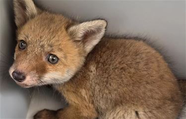 Vosjes zonder moeder opgevangen - Oudsbergen