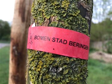 Vraag over bomen bij hitte - Beringen