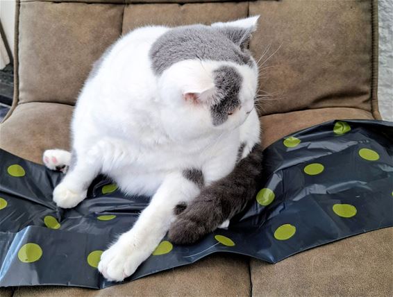 Vuilnisophaling in Pelt: mét designerallure - Pelt