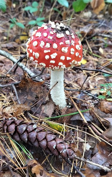 Waar blijven de paddenstoelen dit najaar? - Oudsbergen