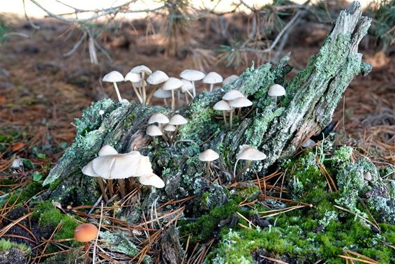 Pelt - Waar zijn die paddenstoelen?