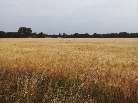 Oudsbergen - Wachten met oogsten?