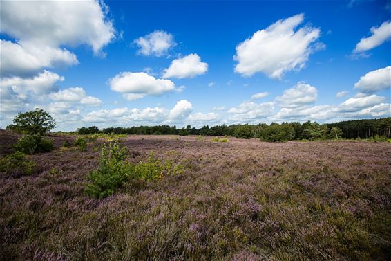 Wandelen in de Heide op Schemmersberg - Genk