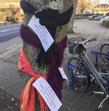 Warme sjaals aan de bomen in Beringen - Beringen