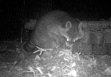 Wasberen rukken op - Beringen & Leopoldsburg