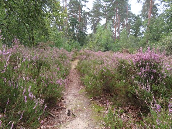 Wat bloeit de heide toch mooi - Hechtel-Eksel