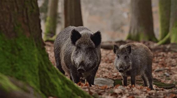 Wat doen als je een everzwijn tegenkomt?