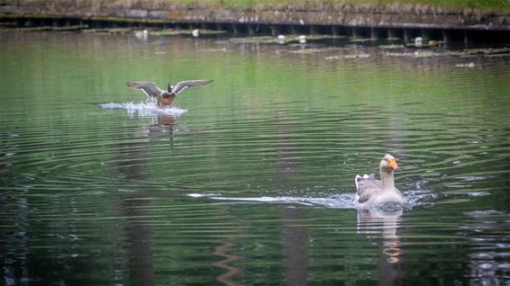 Water en nattigheid - Lommel