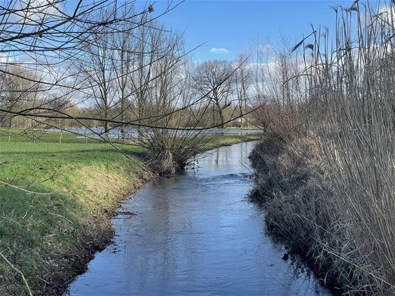 Waterpeil Zwarte Beek daalt - Beringen