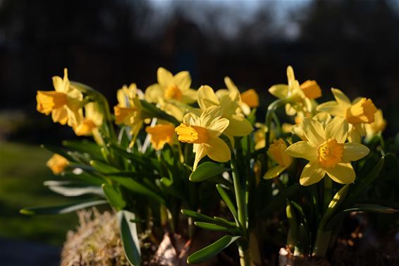 Hamont-Achel - We voelen de lente komen