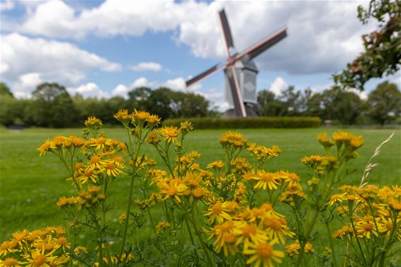 Weinig belangstelling voor Open Molenzondag - Lommel