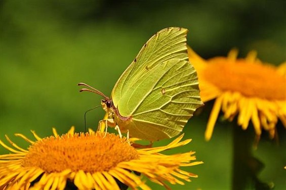 Welke vlinder fladdert daar? (2) - Neerpelt