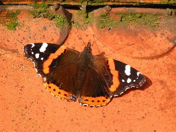 Welke vlinder fladdert daar? (3) - Neerpelt