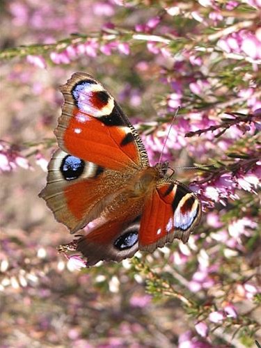 Welke vlinder fladdert daar? (4) - Neerpelt