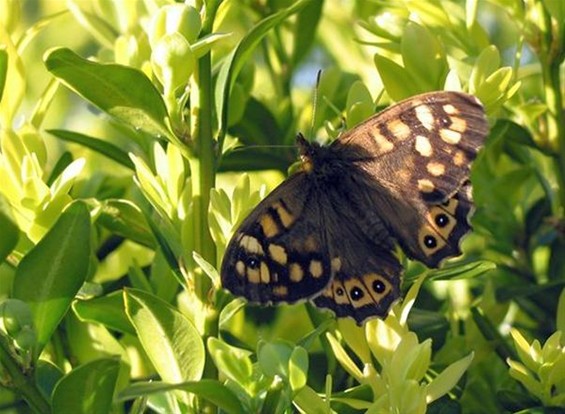 Welke vlinder fladdert daar? (5) - Neerpelt