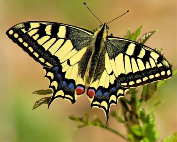 Welke vlinder fladdert daar? (7) - Neerpelt