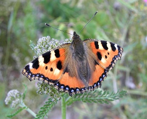 Welke vlinder fladdert daar? (8) - Neerpelt