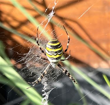 Wespen- of tijgerspin gespot in De Bemmert - Pelt