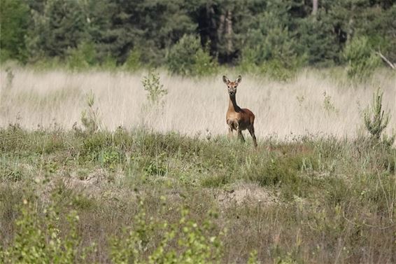 Wie zou er het meest geschrokken zijn? - Pelt