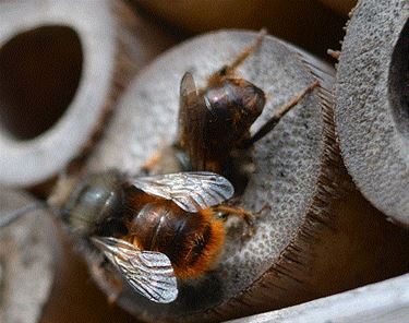 Wilde bijen bij het insectenhotel - Neerpelt